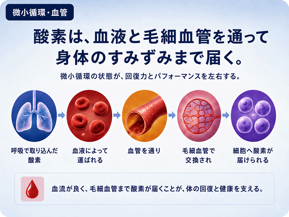 酸素が血液・血管・毛細血管を通って末端へ届く流れ