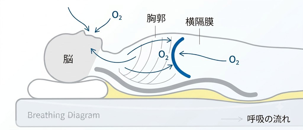 理想のS字姿勢で眠る女性